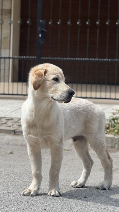 Голдън ретривър