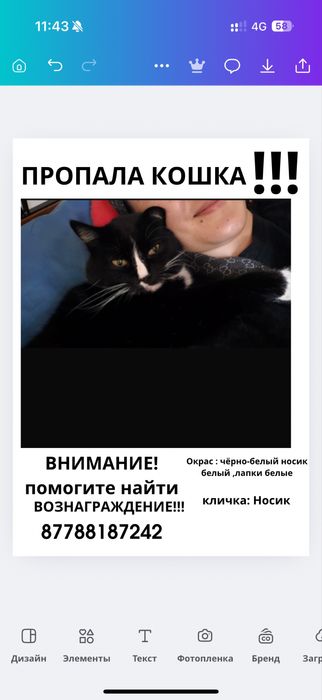 Пропала кошка кто найдёт обещаем вознаграждение