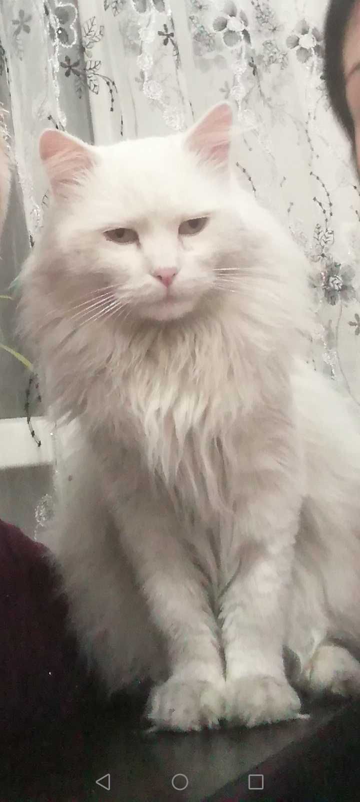 Ищем кошечку для чисто белого кота