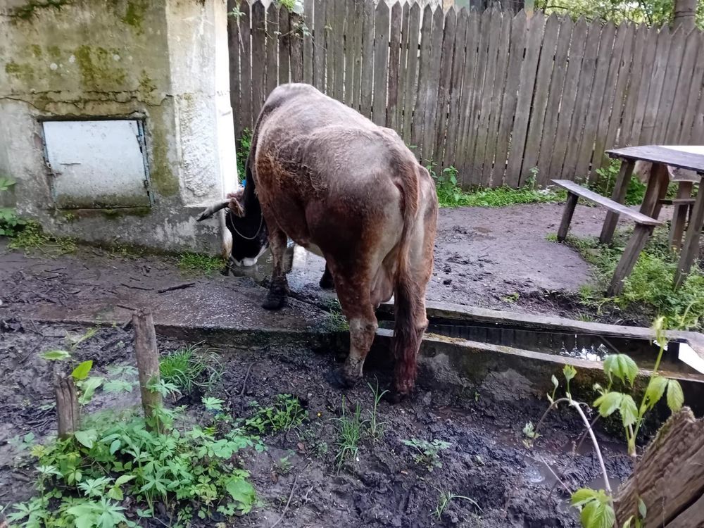 Vaca cu vitel in burta de 3 luni si tauras 7 luni