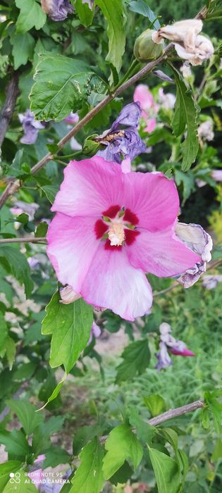 Гибискус сириская роза