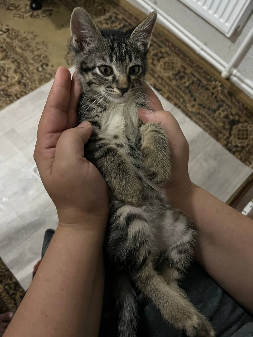 Пристраиваются котята