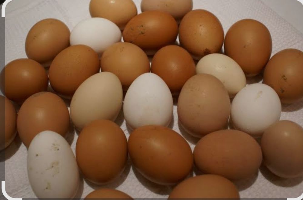 Яйца жұмыртқа домашние