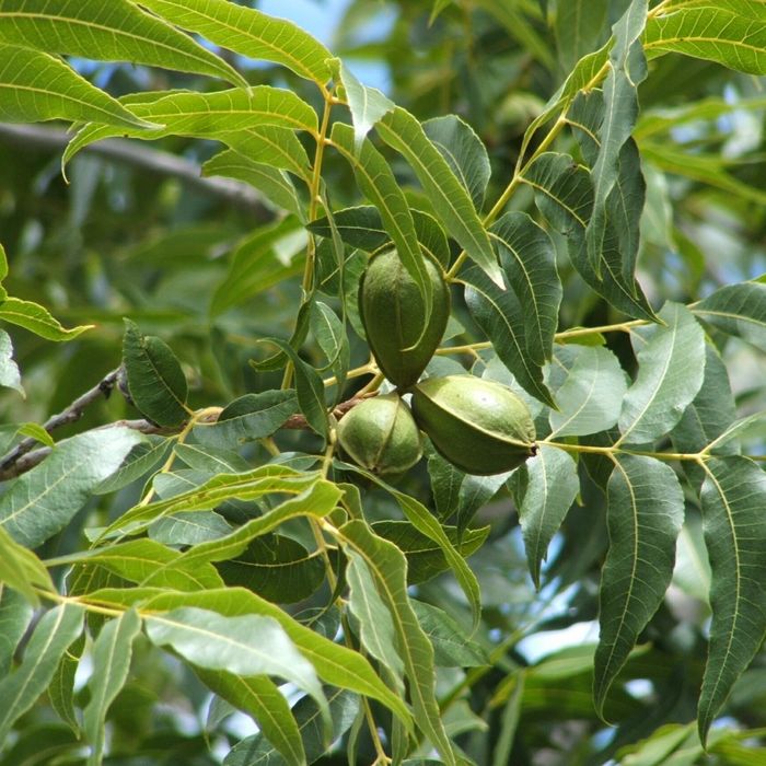 Pomi fructiferi  deosebiti  nuc pecan  soiurile texan si avalon