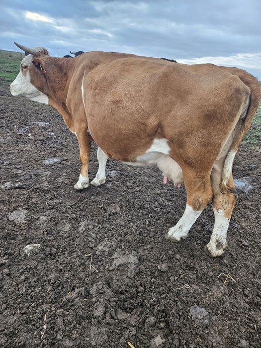 Vand vaca Baltata românească