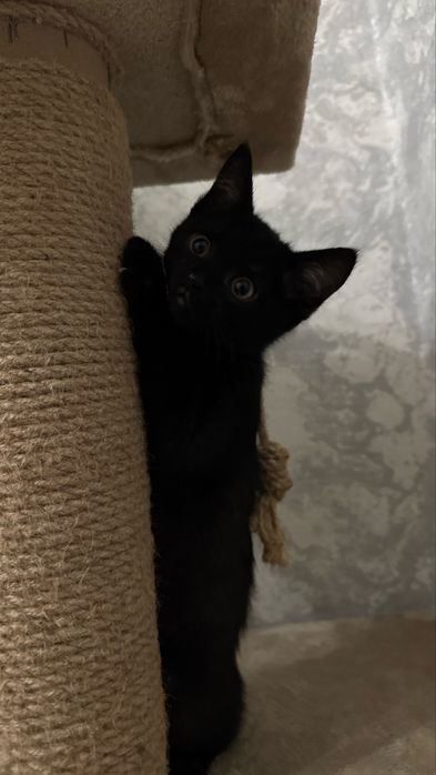 Котенок в хорошие руки