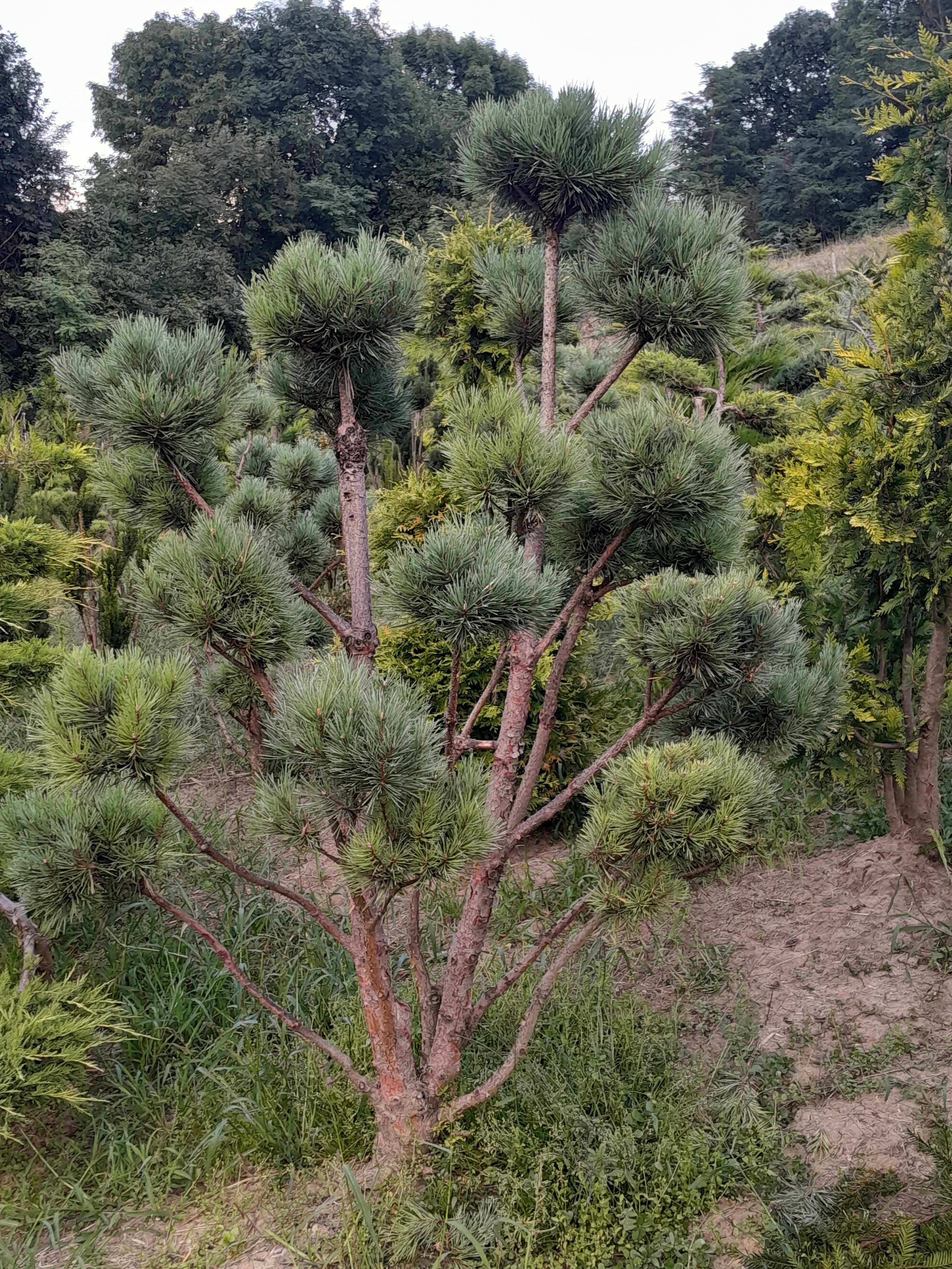 Bonsai pt terasă şi grădină