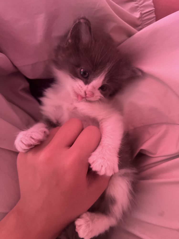 Котята бесплатно