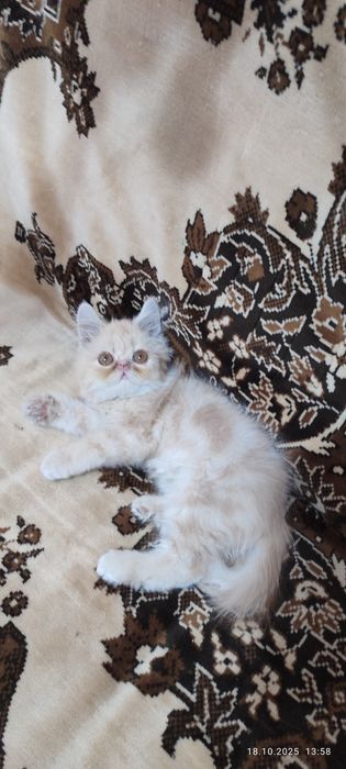 Продается элитный котенок порода Экзот. 800.000сум.