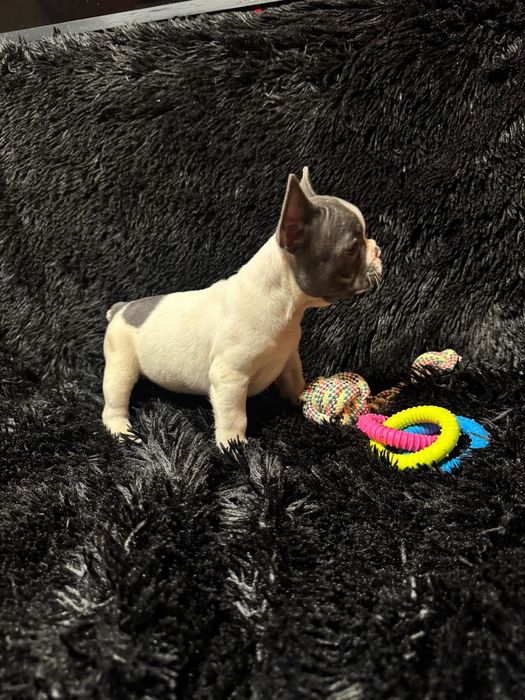 Bulldog Francez Blue Pied