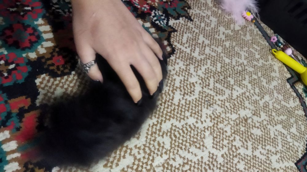 Mushukcha sotiladi sibiriski mushuk bilan chatishgan narsalari bilan