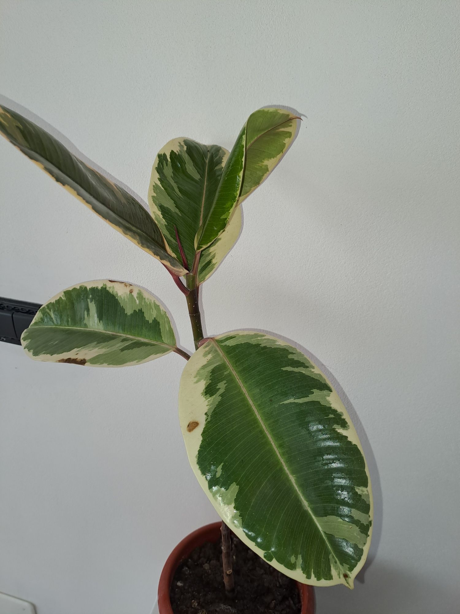 Ficus     Marmorat