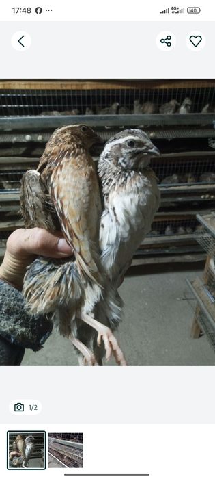 Damashni bedana sotladi