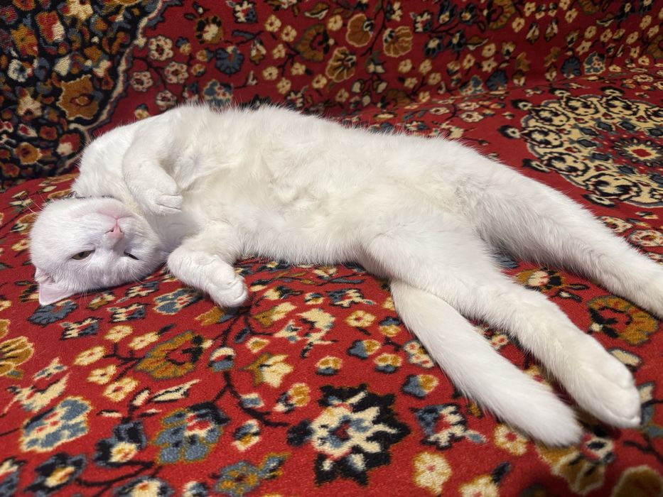 Пародный Шотландский скотт пышык сатылады