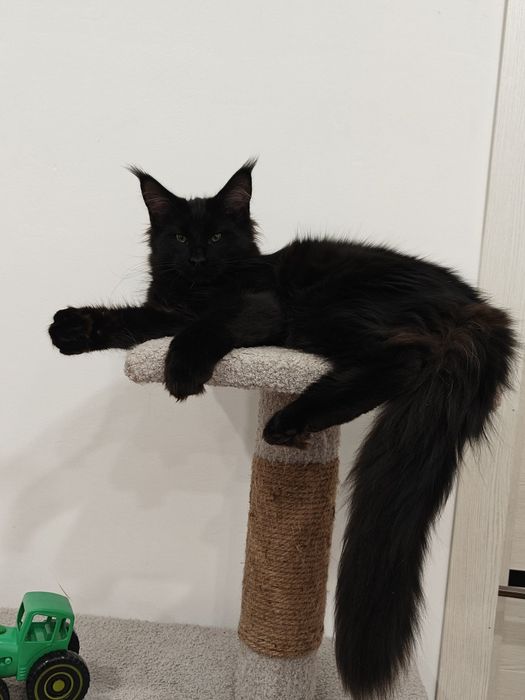 Мальчик Мейн кун