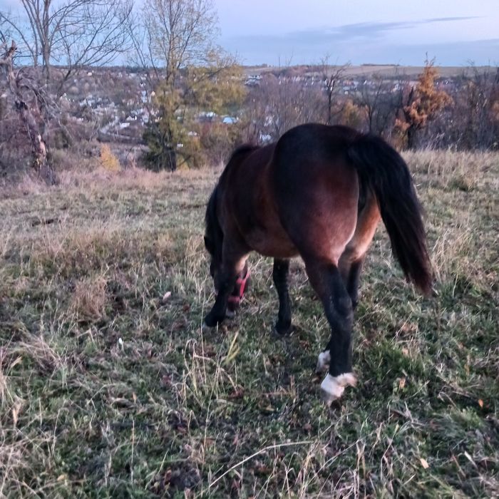 Mânză 1 an și 6 luni