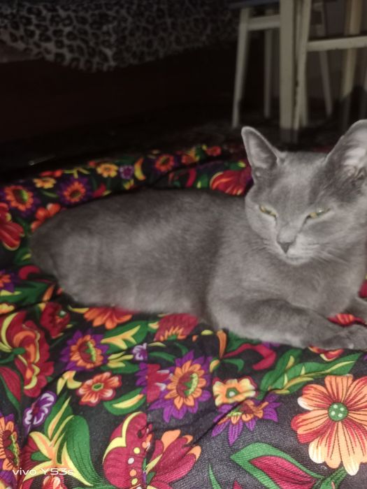 Mushuk uy mushigi soglom