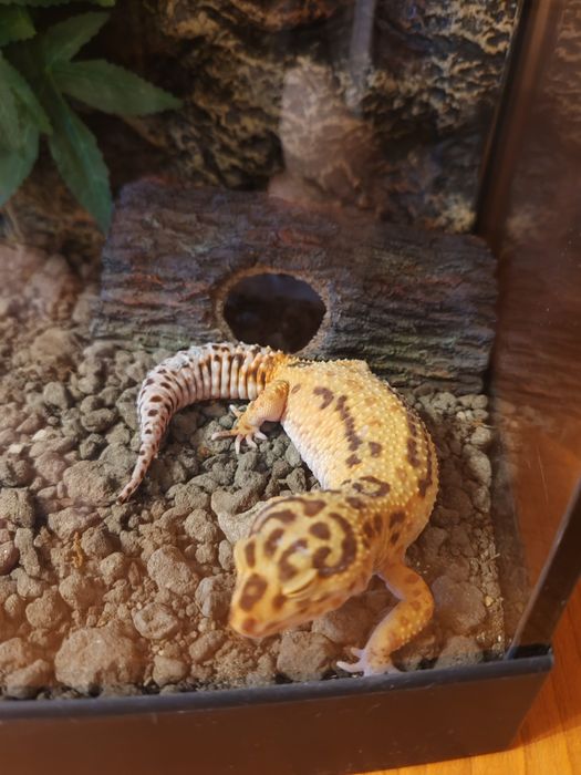 Șopârle Geko Leopard.