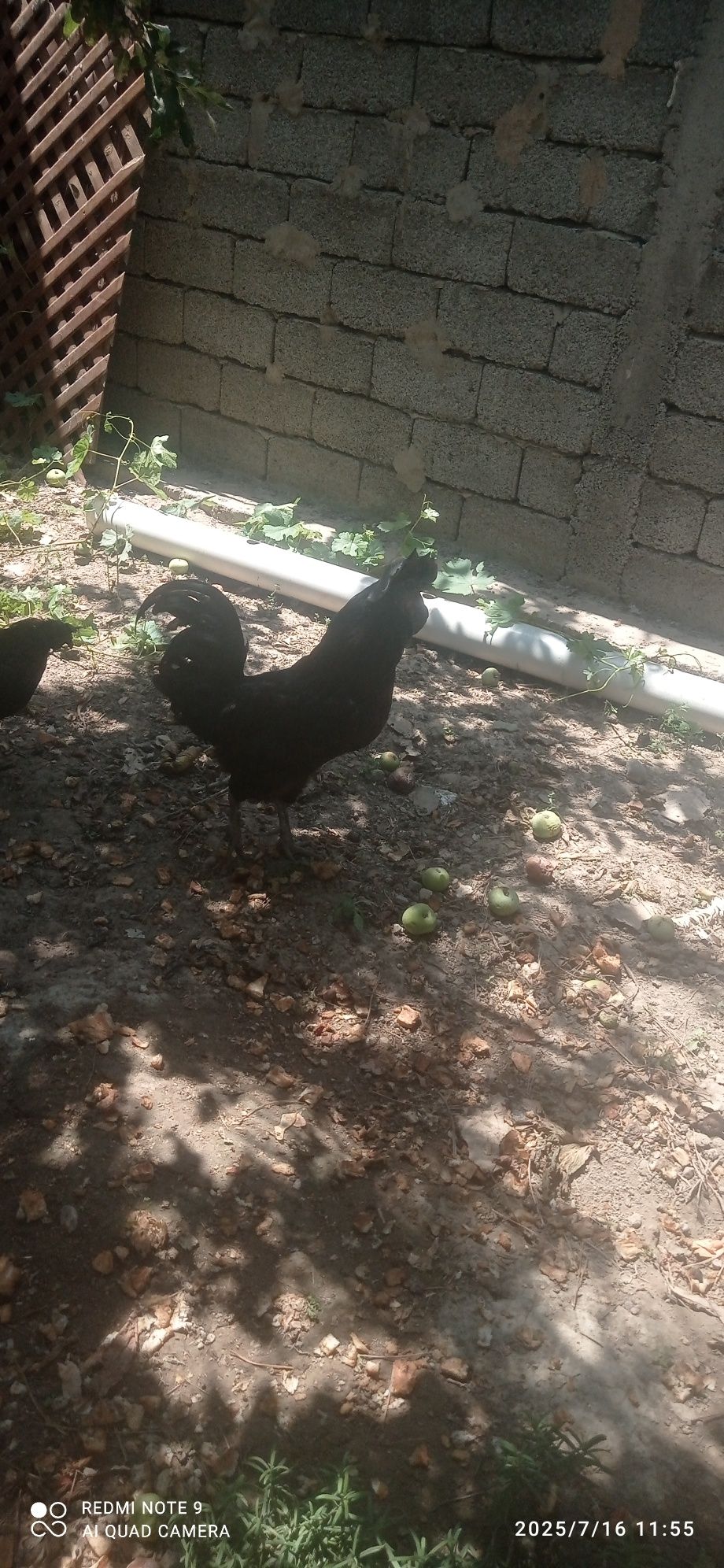 Qorashaxzoda xorozi sotiladi