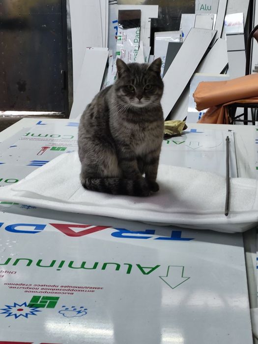 Кошечку ласковую в надёжные руки