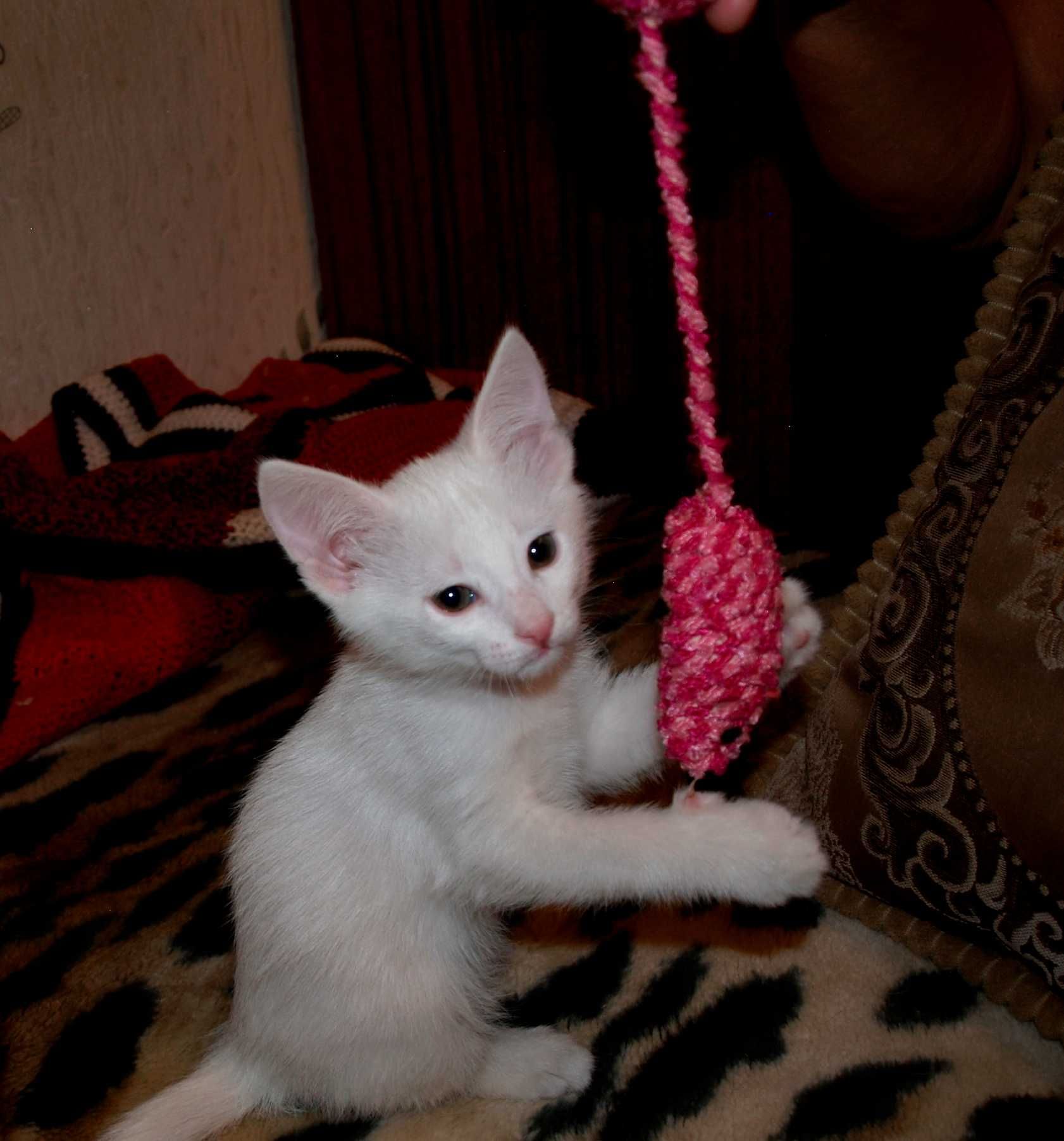 Отдам домашних котят