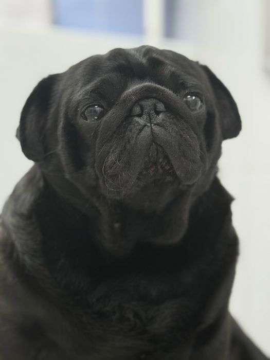 Мопс по имени Сэм ищет подружку для вязки