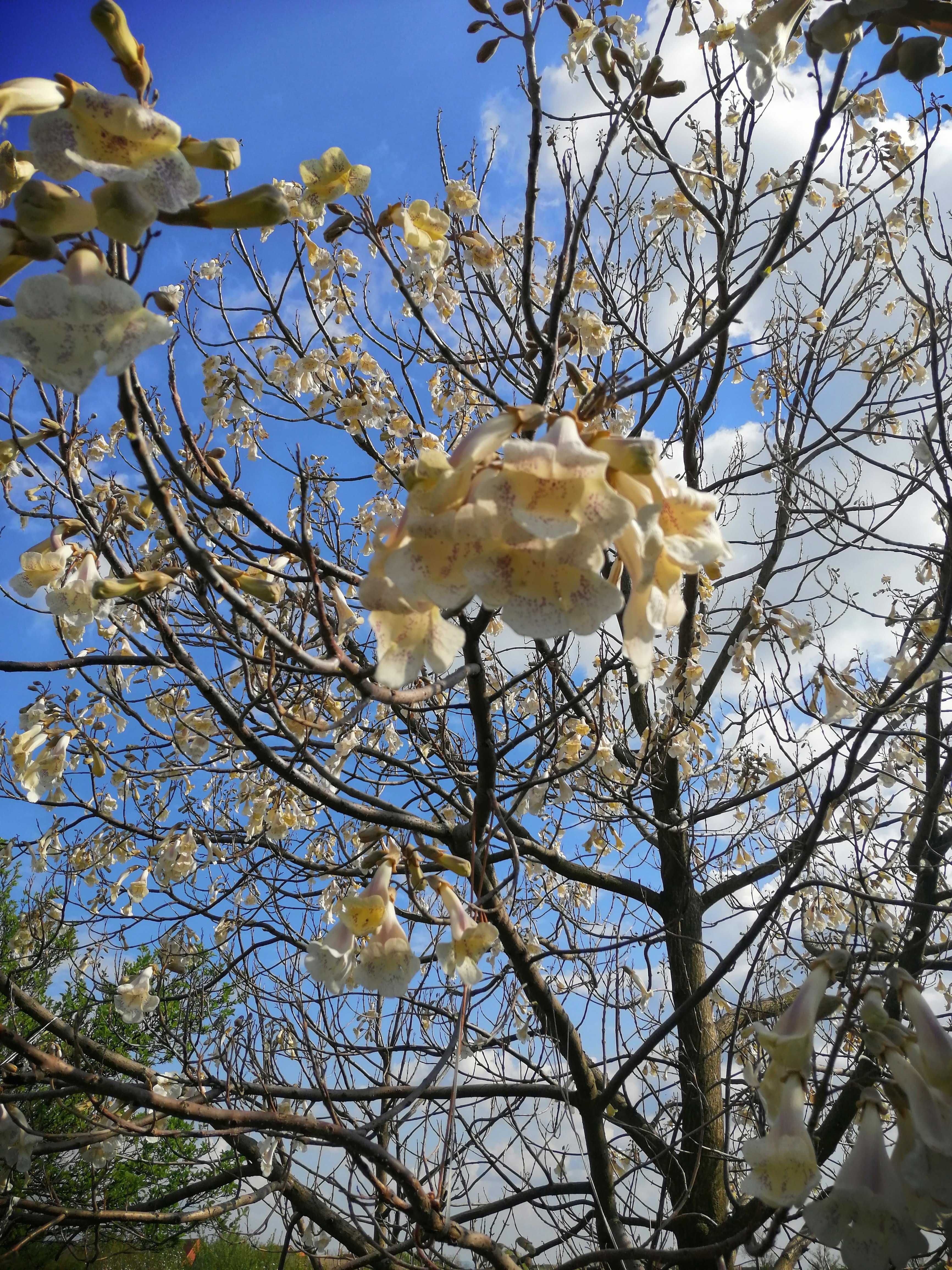 Rasaduri paulownia tementosa cu flori albe