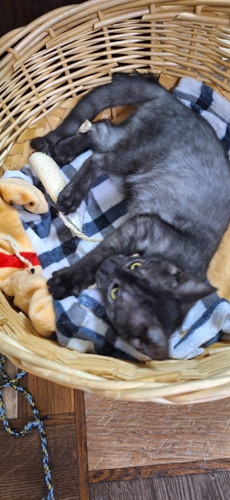 Котенок 5 месяцев, девочка