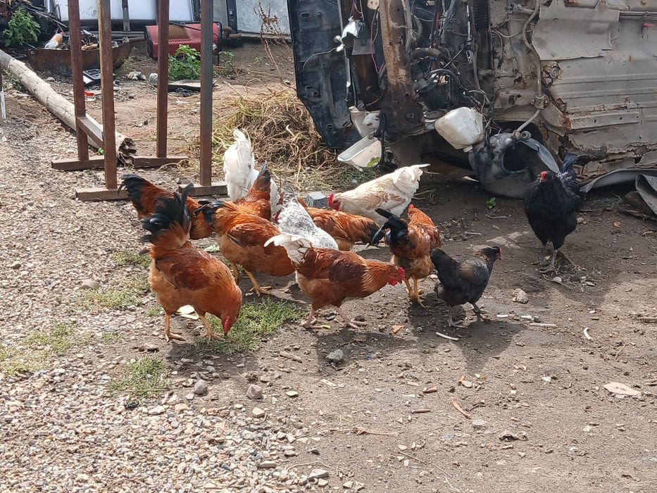 Продам домашних петухов,молодые здоровые