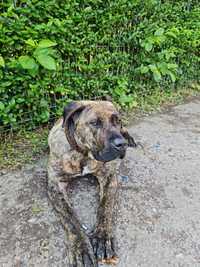 Donez mascul Presa canario