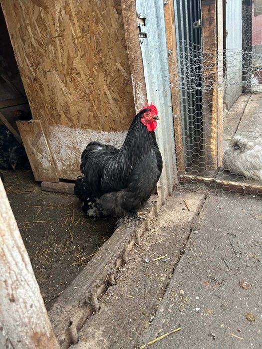 Cocosi de vanzare (matase japoneza cochinchina pitic si  brahma )