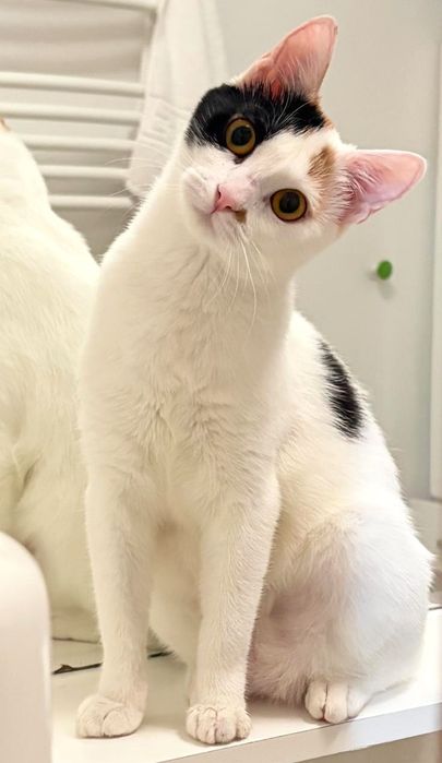 Ești smart? Adoptă o pisică pe măsură!