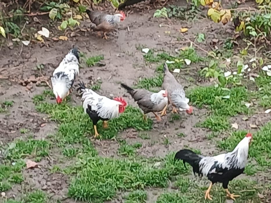 Cocoși Italiana argintie