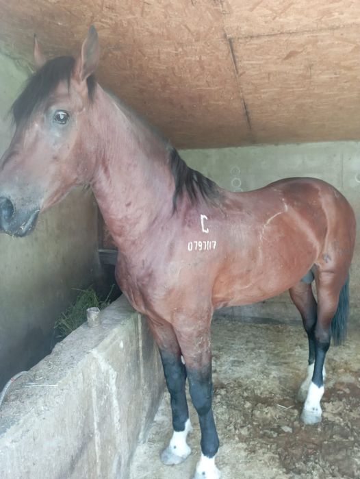 Айгыр сатылады 7жас айдау жорга Иноходец бойы 1,70