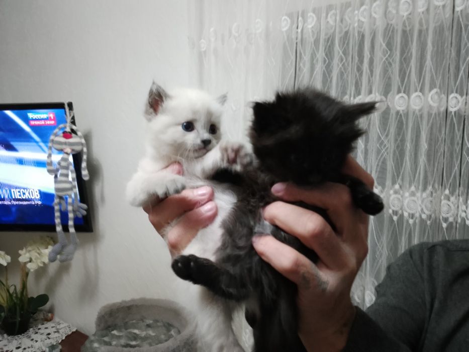 Милые,добрые котята