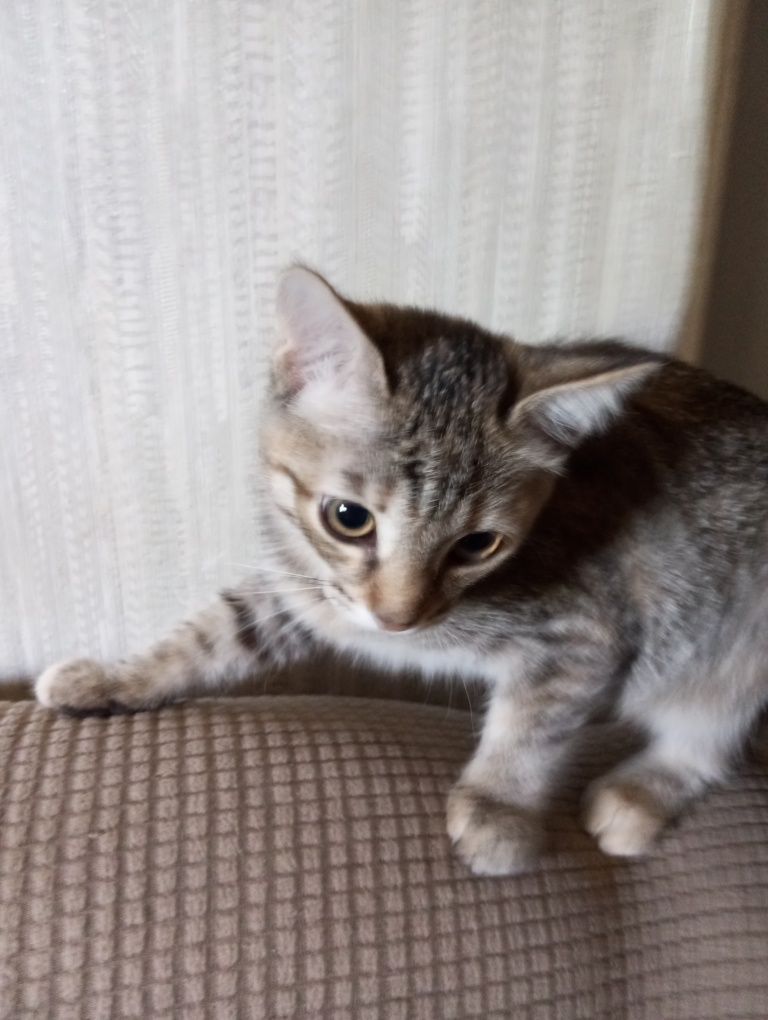 Котёнок девочка полосатач
