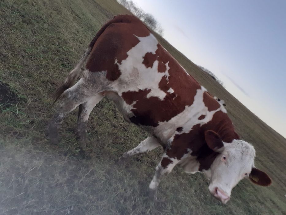 Vand juninca gestanta