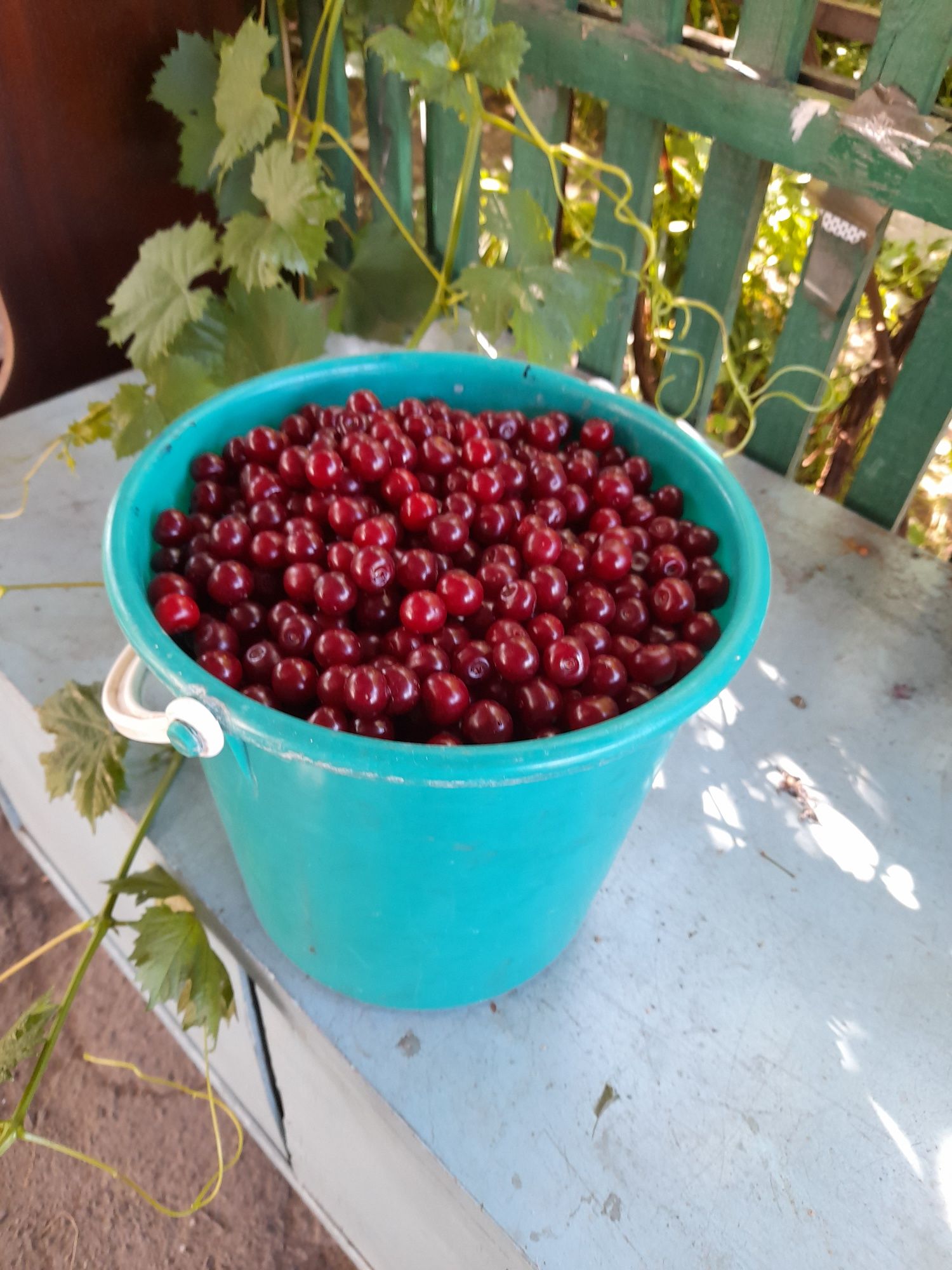 Продам вишню домашнюю