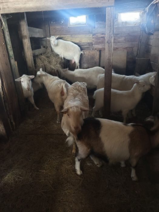 Продам Зааненских коз
