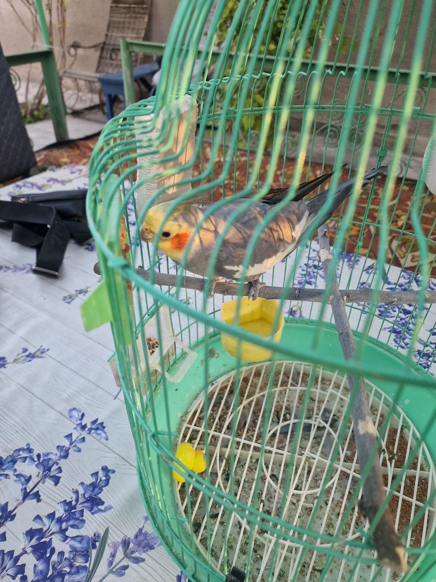 Продам  попугая.  Карео.  Разговаривает