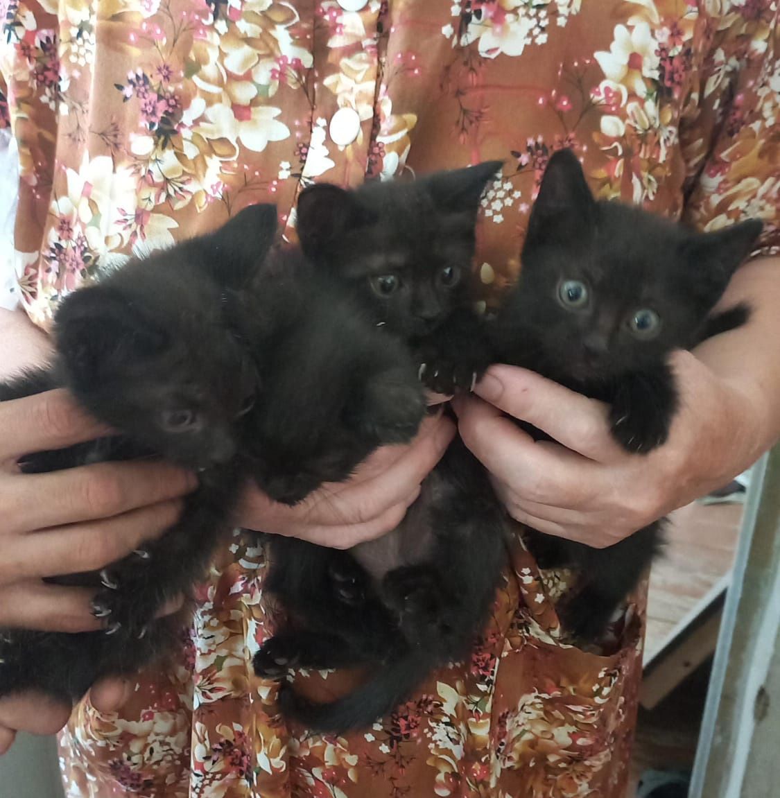 В добрые руки котята игривые 3мальчика,1девочка