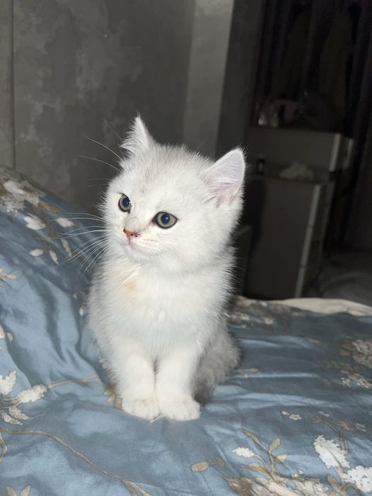 Mushuk Shinshila