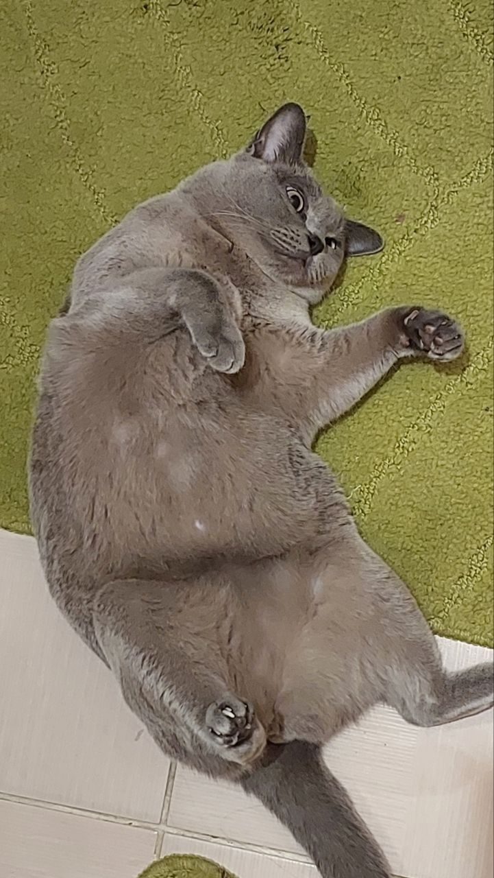 Продаются шотландские вислоухие котята котята