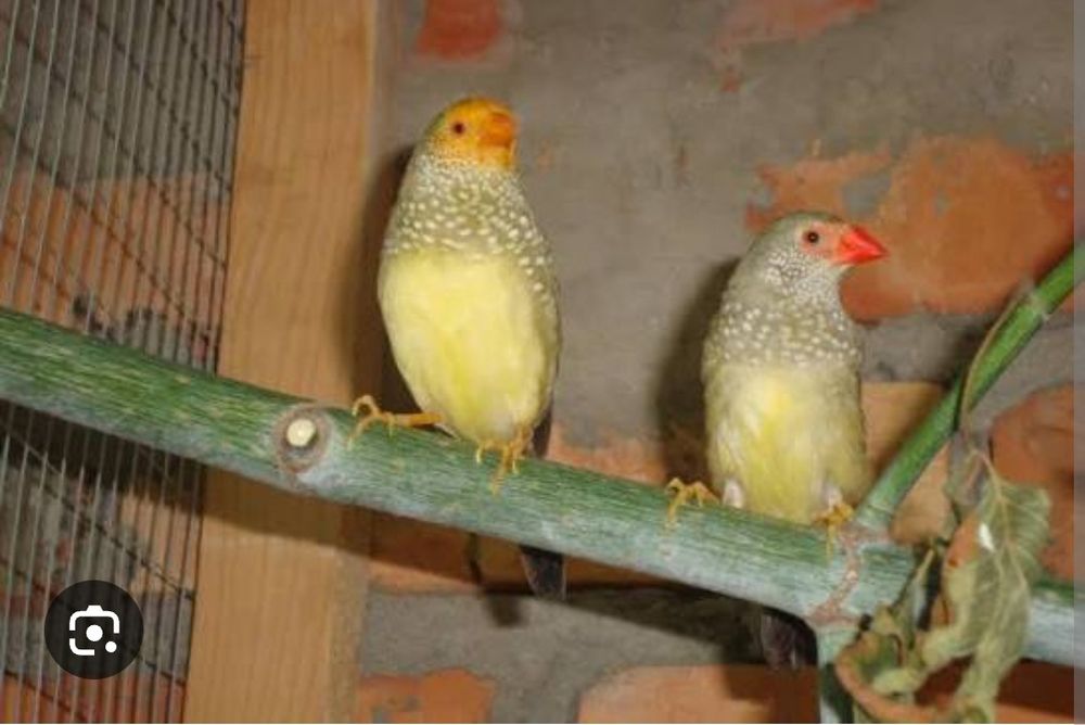 Готовая пара Астрильдов