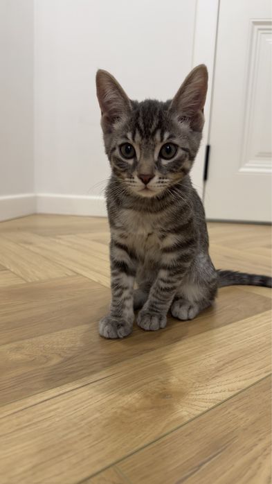 Котенок- мальчик