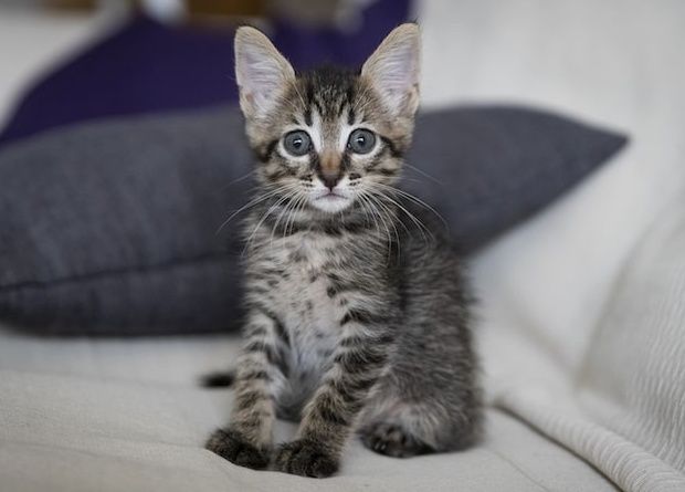 Котята на улице, нужен дом