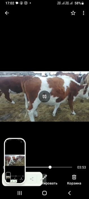 Продам телочку на мясо