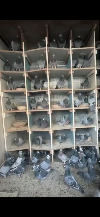 Porumbei voiajori matca si tineret