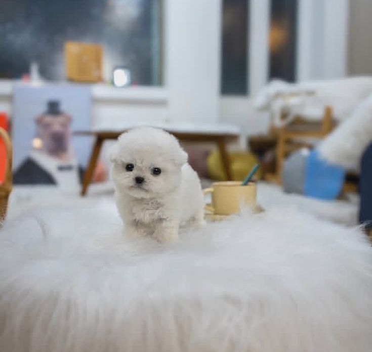 Bichon maltez mini toy