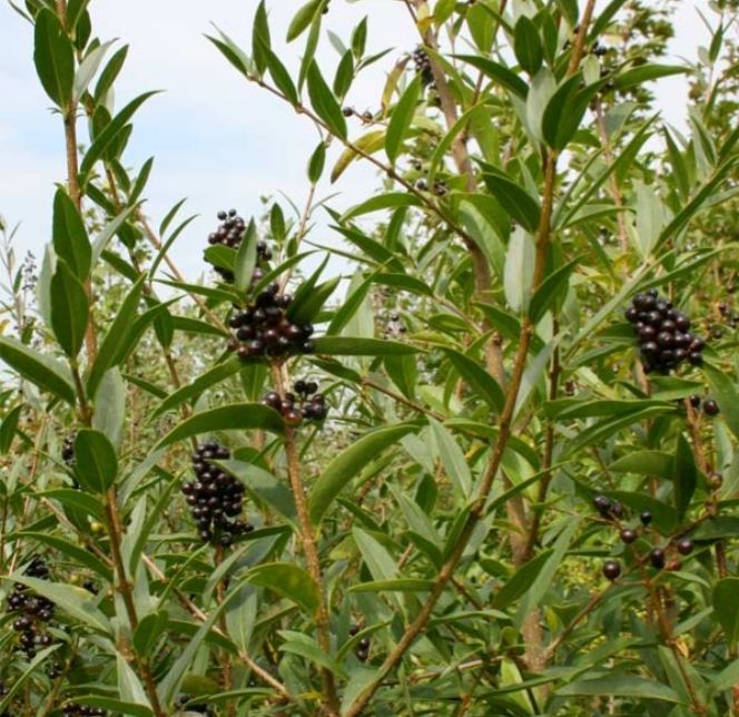 (Ligustrum vulgare) lemn cainesc pentru gard viu